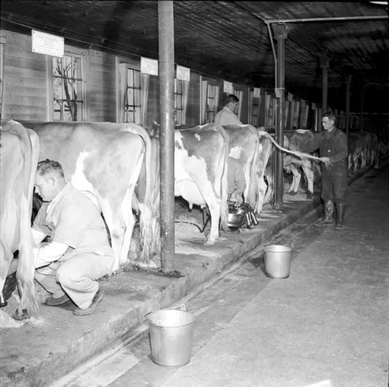 022_Milk some more. (Undated).jpg